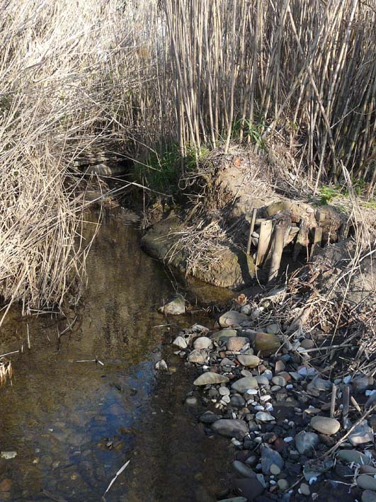 I fossi e lo stagno di Baratti (Piombino - LI)